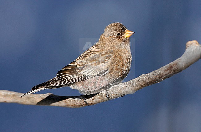 Adult male non-breeding
Bernalillo Co., NM
December 2007 stock-image by Agami/Brian E Small,