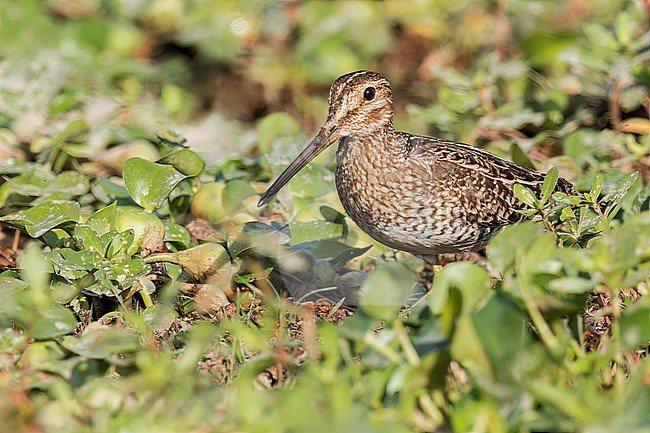 Pantanal Snipe (Gallinago paraguaiae ) in a marsh in the Pantanal of Brazil. stock-image by Agami/Glenn Bartley,