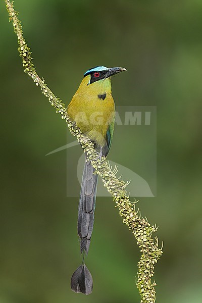 Andean Motmot (Momotus aequatorialis) perched on a branch in Colombia, South America. stock-image by Agami/Glenn Bartley,