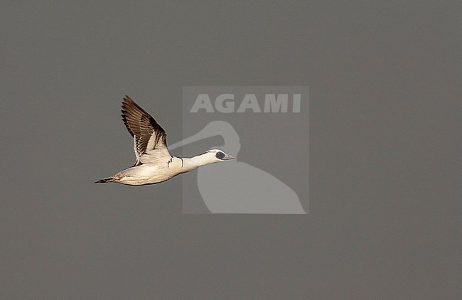 Smew (Mergellus albellus) wintering in the Netherlands. Male in flight near Harderwijk. stock-image by Agami/Marc Guyt,