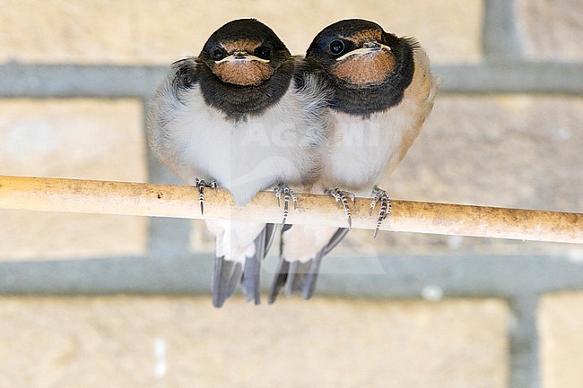 Immature Barn Swallow,s stock-image by Agami/Wil Leurs,