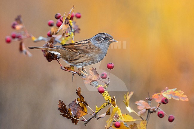 Dunnock, Prunella modularis, in Italy. stock-image by Agami/Daniele Occhiato,