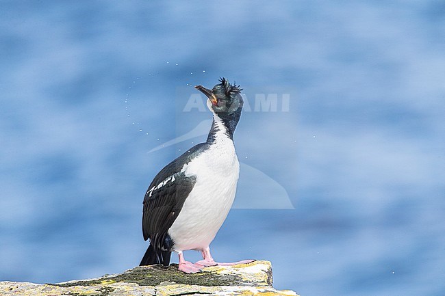 Auckland Islands Shag (Leucocarbo colensoi) on Enderby Island, Auckland Islands in subantarctic New Zealand. Shaking water of its bill. stock-image by Agami/Marc Guyt,