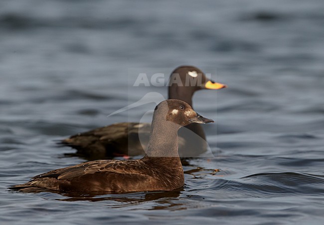 Paartje Grote Zee-eenden; Pair of Velvet Scoters stock-image by Agami/Markus Varesvuo,