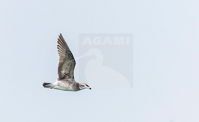Immature Black-tailed Gull (Larus crassirostris) in harbour in Japan. stock-image by Agami/Marc Guyt,
