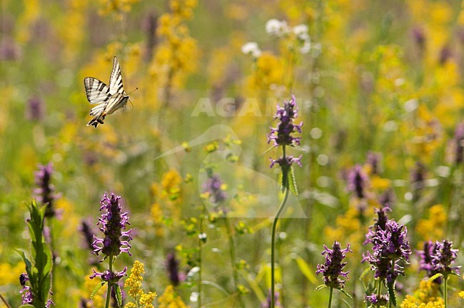 Vliegende Koningspage boven bloemenveld, Flying Scarce Swallowtail in flower field stock-image by Agami/Rob de Jong,