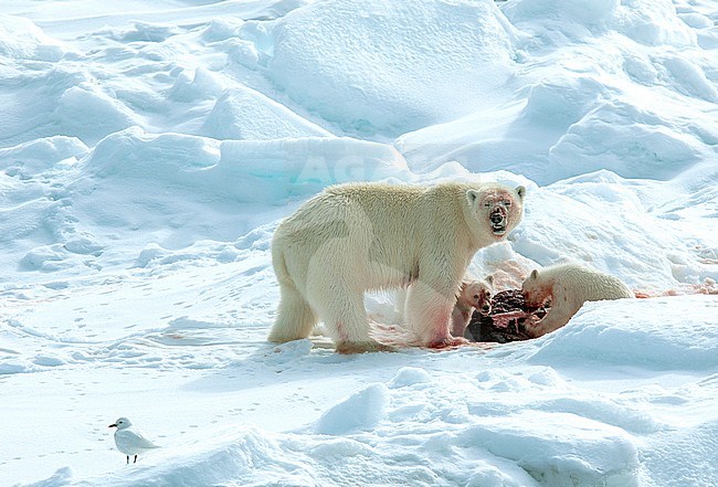 Polar bear (Ursus maritimus) mom and cubs with dead seal and Ivory Gull watching stock-image by Agami/Roy de Haas,