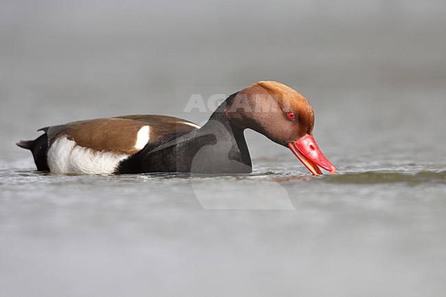 Krooneend mannetje zwemmend; Red-crested Pochard male swimming stock-image by Agami/Chris van Rijswijk,