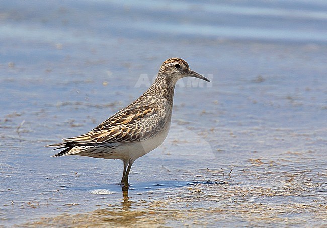 Sharp-tailed Sandpiper (Calidris acuminata) stock-image by Agami/Andy & Gill Swash ,