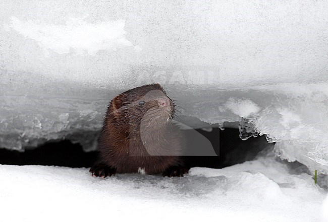 American Mink (Neovison vison) peeking from hole under the snow at Nivå in Denmark. stock-image by Agami/Helge Sorensen,