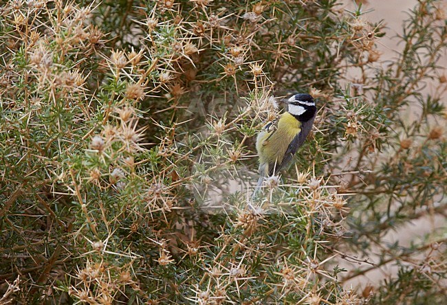Tenerifepimpelmees, Tenerife Blue Tit stock-image by Agami/Markus Varesvuo,