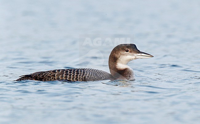 Zeldzame juveniele IJsduiker jagend, zwemmend op maasplas ; Rare, juvenile Great Northern Loon swimming on lake, stock-image by Agami/Ran Schols,
