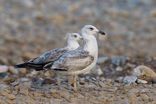  stock-image by Agami/Daniele Occhiato,