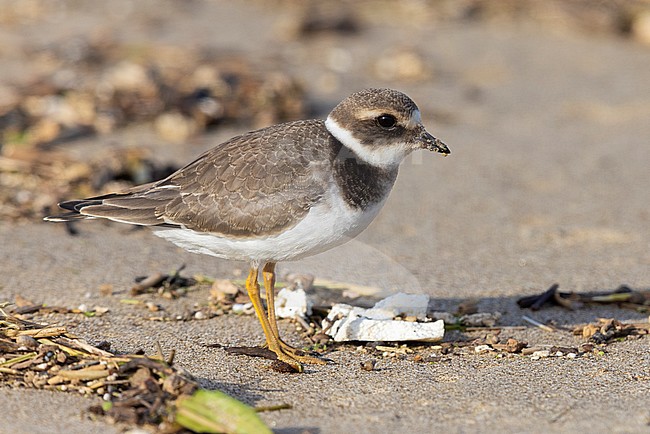 Ringed Plover (Charadrius hiaticula), side view of a juvenile standing on a beach, Campania, Italy stock-image by Agami/Saverio Gatto,