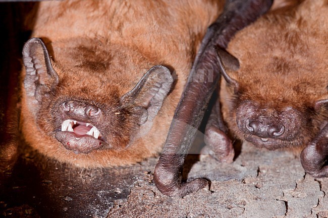 Hangende Rosse Vleermuis, Common Noctule hanging stock-image by Agami/Theo Douma,