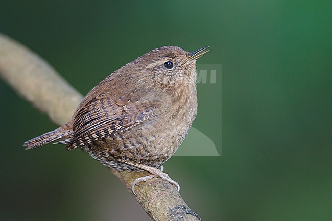 Adult
King Co., WA
January 2013 stock-image by Agami/Brian E Small,