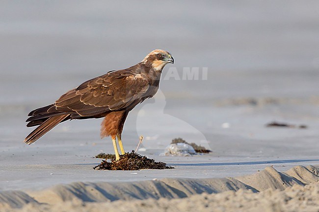 Marsh Harrier (Circus aeruginosus), Standing on the sand, Taqah, Dhofar, Oman stock-image by Agami/Saverio Gatto,