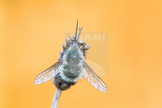 Bombylius cinerascens - Aschgrauer Wollschweber, Germany (Baden-Württemberg), imago, female stock-image by Agami/Ralph Martin,