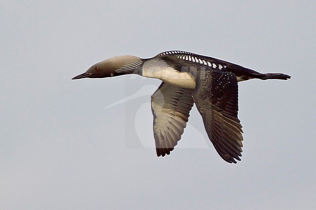 Pacific Loon (Gavia pacifica) flying in Churchill, Manitoba, Canada. stock-image by Agami/Glenn Bartley,