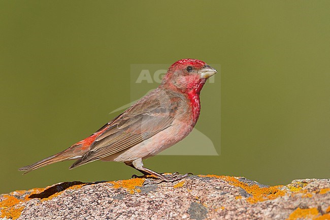 Common Rosefinch - Karmingimpel - Carpodacus erythrinus ssp. ferghanensis, Kazakhstan, adult male stock-image by Agami/Ralph Martin,