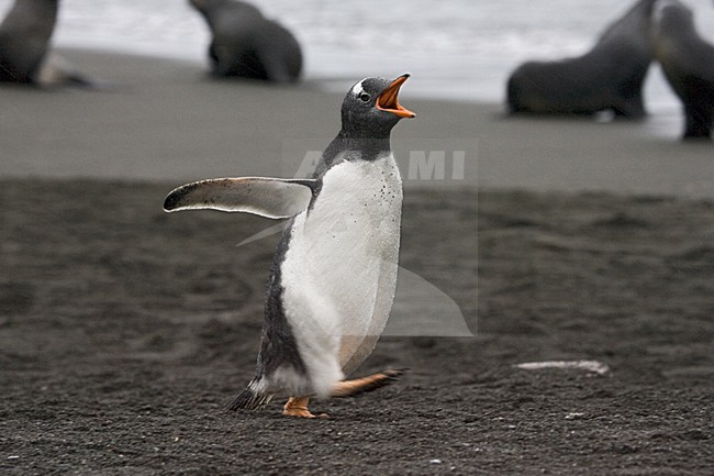 EzelspinguÃ¯n rennend; Gentoo Penguin running stock-image by Agami/Marc Guyt,