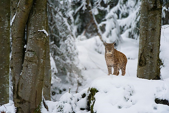 A European lynx, Lynx linx, standing on a rock in Bavarian Forest National Park. Germany. stock-image by Agami/Sergio Pitamitz,