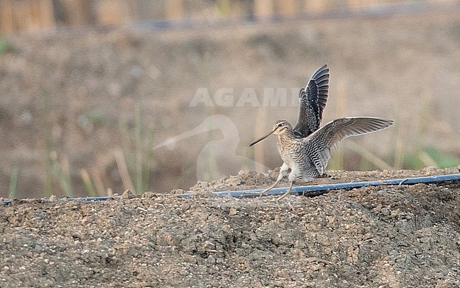 Pin-tailed Snipe (Gallinago stenura) landing on a rice paddyfield dike in Laem Phak Bia Environmental Research & Development Project in Phetchaburi, Thailand. stock-image by Agami/Ian Davies,