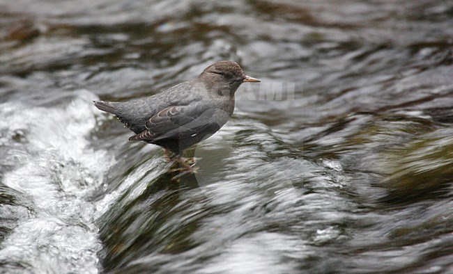 Noord-Amerikaanse Waterspreeuw, American Dipper, Cinclus mexicanus stock-image by Agami/Hugh Harrop,