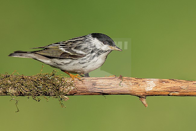 Adult male
Galveston Co., TX
April 2022 stock-image by Agami/Brian E Small,