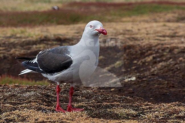 A dolphin gull, Larus scoresbii. Sea Lion Island, Falkland Islands stock-image by Agami/Sergio Pitamitz,