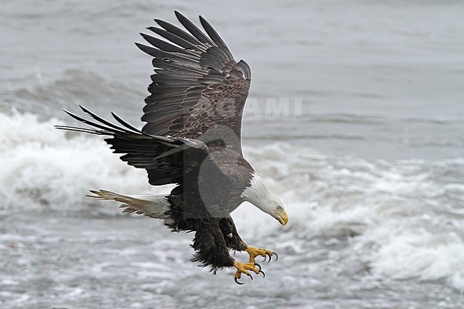 Bald Eagle (Haliaeetus leucocephalus) adult in flight and hunting stock-image by Agami/Ian Davies,