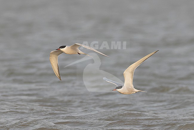 Two Common Terns (Sterna hirundo) in adult summer plumage in flight. stock-image by Agami/David Monticelli,