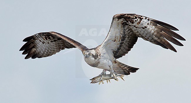 Osprey (Pandion haliaetus) in flight with a big fish in its talons. Photographed in Latvia. stock-image by Agami/Markus Varesvuo,
