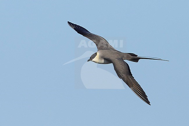 Adult Long-tailed Skua (Stercorarius longicaudus) in flight against blue sky as background on Seward Peninsula, Alaska, United States during spring. stock-image by Agami/Brian E Small,
