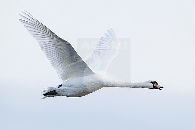 adult Mute Swan (Cygnus olor) in flight, found at Fehmarn at the Baltic Sea in Germany stock-image by Agami/Mathias Putze,