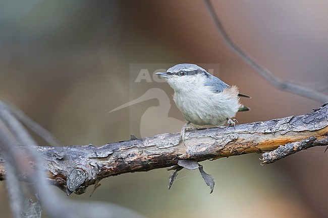 Asian Nuthatch Sitta (europaea ssp. asiatica), Russia (Baikal), adult perched at a tree stock-image by Agami/Ralph Martin,