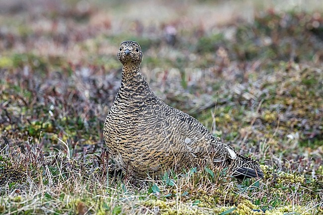Female Rock Ptarmigan sitting in Svalbard tundra near Longyearbyen, Svalbard. June 27, 2010. stock-image by Agami/Vincent Legrand,