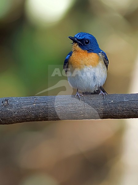 Mannetje Tickells Niltava,  Male Tickell's Blue-Flycatcher stock-image by Agami/Alex Vargas,