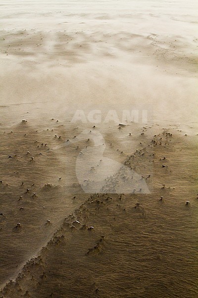 Drifting sand in storm wind blowing over the beach stock-image by Agami/Menno van Duijn,