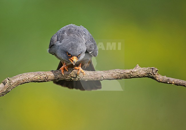 Adult male Red-footed Falcon (Falco vespertinus) stock-image by Agami/Alain Ghignone,
