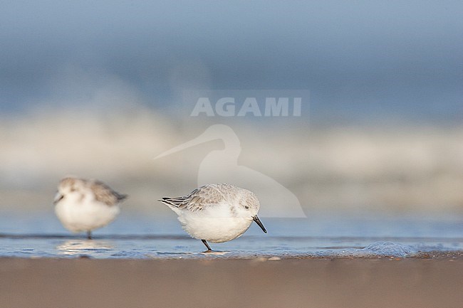 Drieteenstrandloper foeragerend in branding; Sanderling foraging in surf stock-image by Agami/Menno van Duijn,