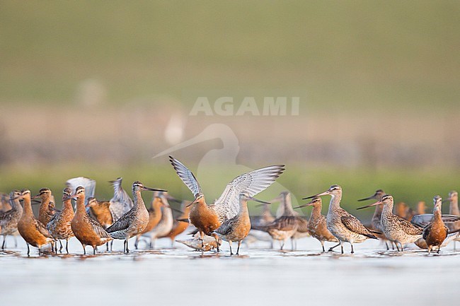 Bar-tailed Godwit (Limosa lapponica ssp. lapponica), Germany, group of birds perched during migration stock-image by Agami/Ralph Martin,