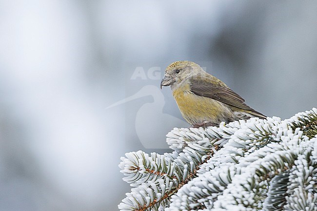 Common Crossbill - Fichtenkreuzschnabel - Loxia curvirostra ssp. curvirostra, Germany, adult female, Type D 'Phantom Crossbill' stock-image by Agami/Ralph Martin,