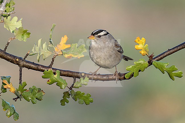 Adult
Santa Barbara Co., CA
November 2021 stock-image by Agami/Brian E Small,