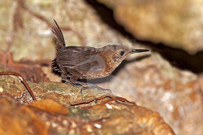 Sumichrast's Wren (Hylorchilus sumichrasti) perched on a rock in an area of humid evergreen forest on limestone (karst) in the lowlands of northern Oaxaca in Mexico. This species is categorized as Near Threatened by BirdLife International. stock-image by Agami/Andy & Gill Swash ,