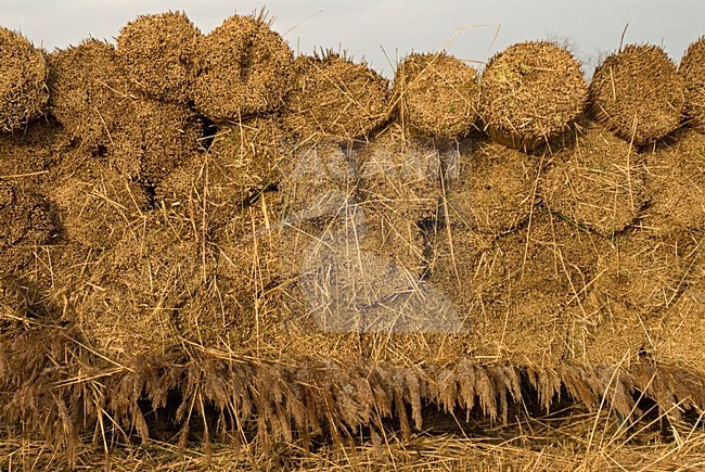 Reedbundles Botshol, Rietbundels Botshol stock-image by Agami/Wil Leurs,