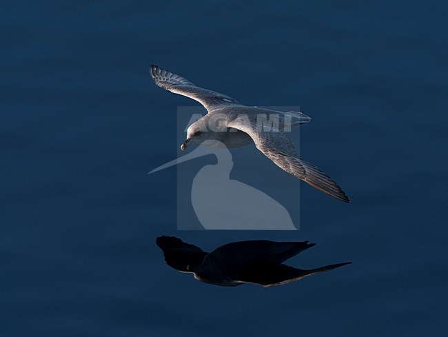Noordse Stormvogel vliegend boven spiegelglad water; Northern Fulmar flying above arctic water stock-image by Agami/Marc Guyt,
