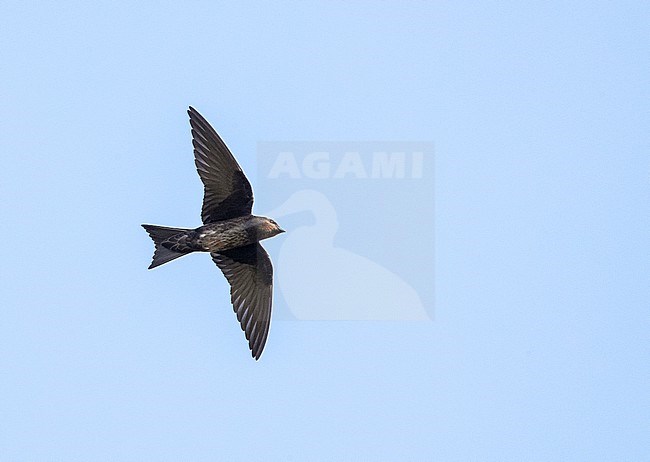 Cuban martin (Progne cryptoleuca) in flight stock-image by Agami/David Monticelli,
