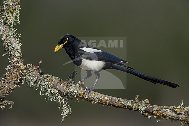 Adult
Santa Barbara Co., CA
November 2022 stock-image by Agami/Brian E Small,