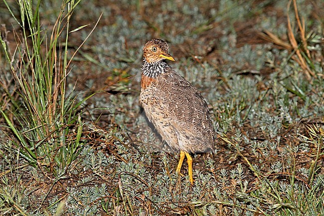 Plains-wanderer, Pedionomus torquatus) Critically Endangered. The majority of the remaining population is found in New South Wales. stock-image by Agami/Pete Morris,